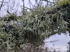 Evernia prunastri