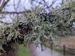 Evernia prunastri