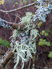 Evernia prunastri