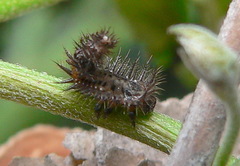 Conchyloctenia