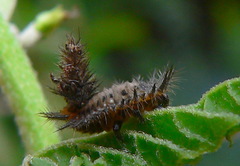Conchyloctenia