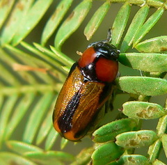 Peploptera