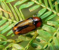 Peploptera