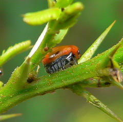 Peploptera