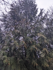 Thuja plicata
