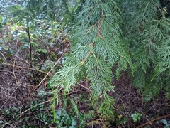 Thuja plicata