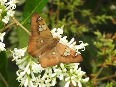 Netrocoryne repanda