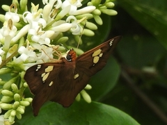 Netrocoryne repanda