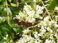 Netrocoryne repanda