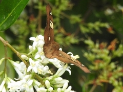 Netrocoryne repanda