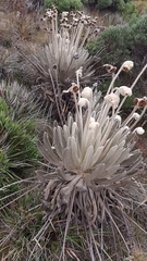 Espeletia conglomerata