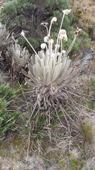 Espeletia conglomerata