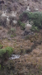 Espeletia conglomerata