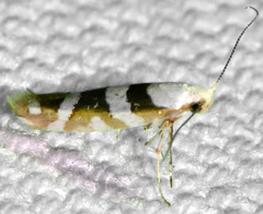 Argyresthia calliphanes