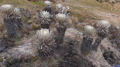 Espeletia conglomerata