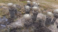Espeletia conglomerata