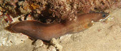 Brotula multibarbata