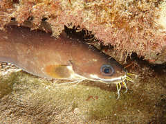 Brotula multibarbata