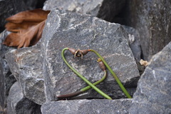 Rhizophora apiculata