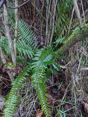 Polystichum munitum