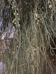 Magnoliopsida