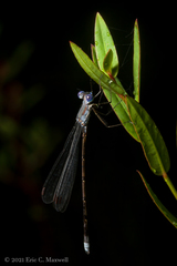 Lestes vidua