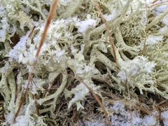 Cladonia boryi
