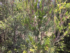 Erica lusitanica