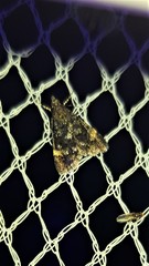 Heliothela ophideresana