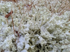 Cladonia boryi