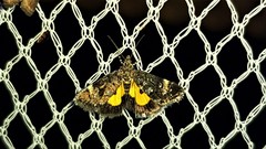 Heliothela ophideresana