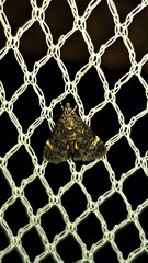Heliothela ophideresana