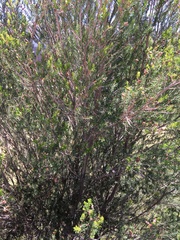 Erica lusitanica
