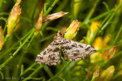Diasemiopsis