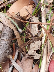 Telephlebia godeffroyi