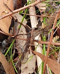 Telephlebia godeffroyi