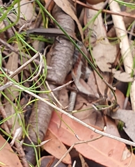 Telephlebia godeffroyi