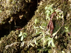 Palmerella debilis serrata