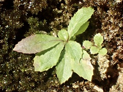 Palmerella debilis serrata