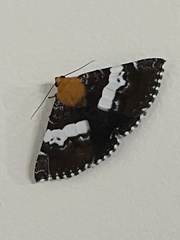 Buzara latizona