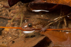 Desmognathus planiceps