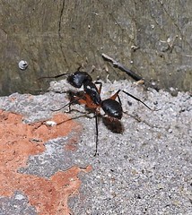 Camponotus renggeri