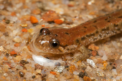 Desmognathus planiceps