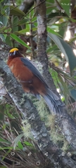 Catamblyrhynchus diadema