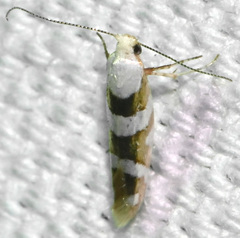 Argyresthia calliphanes