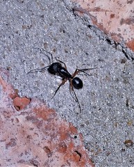 Camponotus renggeri