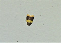 Heterallactis phlogozona