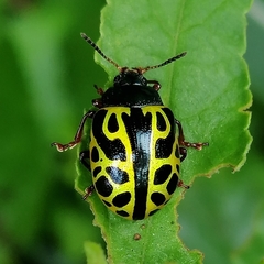 Calligrapha matronalis