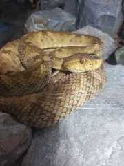 Bothrops