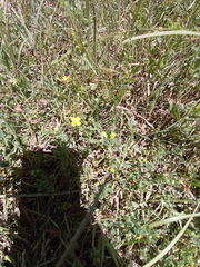 Scoparia montevidensis